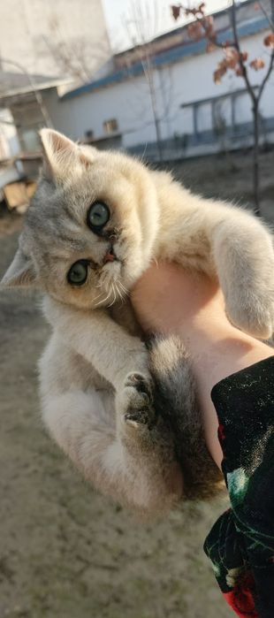 Котенок на продажу