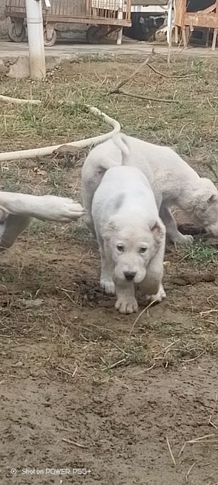 Продаются щенки алабая