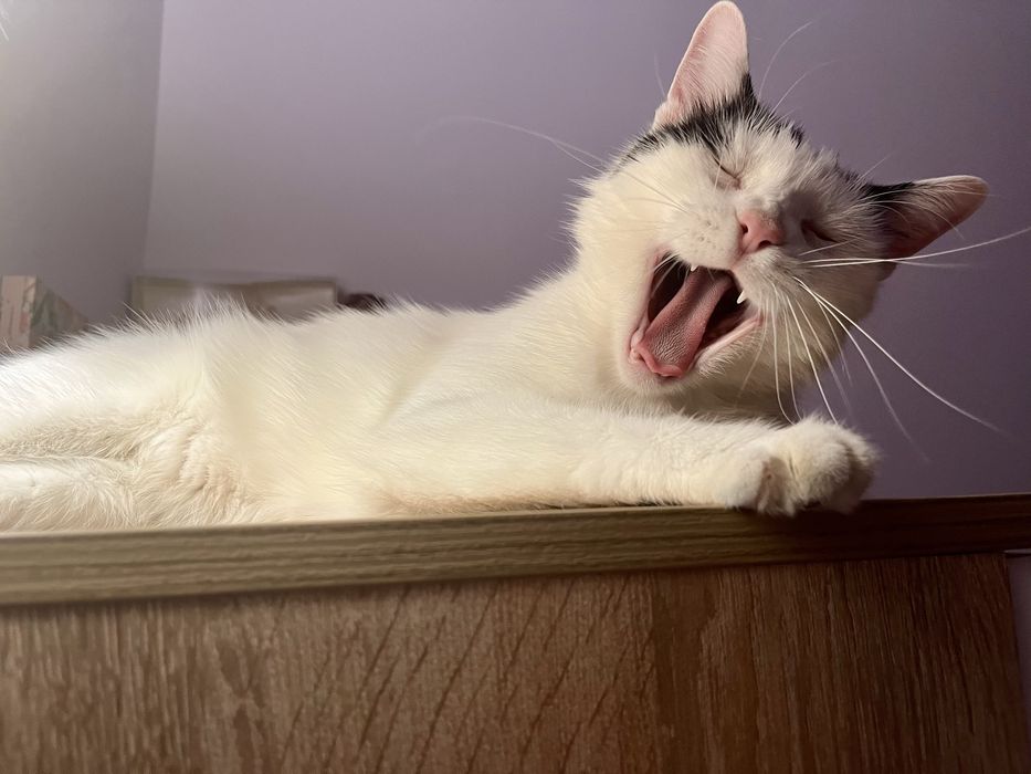 Подарявам мъжки котарак