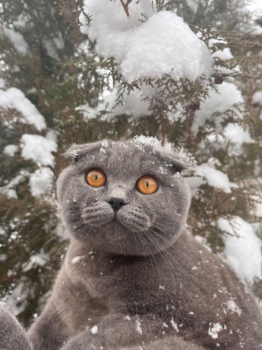 Нужна кошка на вязку