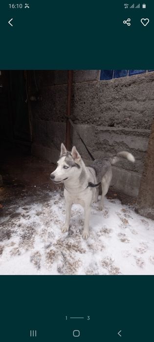 Хаски девочка умная