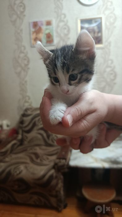 Продаем котят,мама и папа пародистые Американский керл