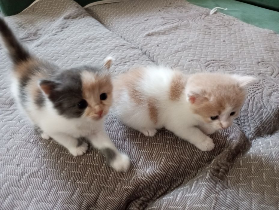 Отдам котят в добрые руки