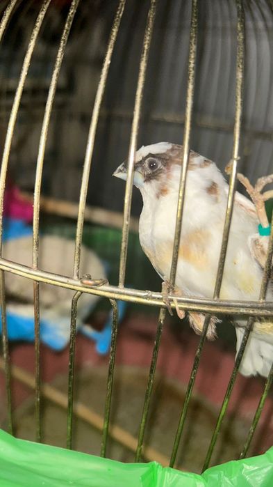 Японские Амадин.