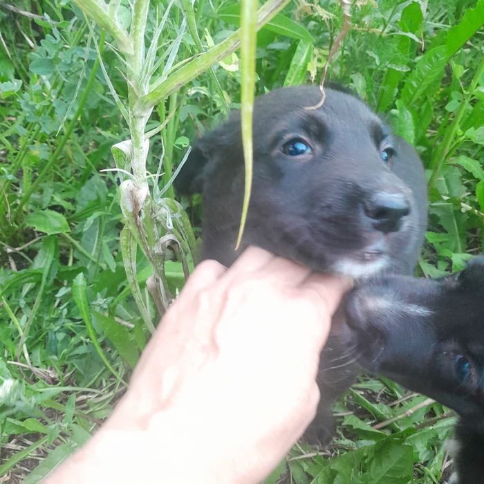 Щенки в добрые руки