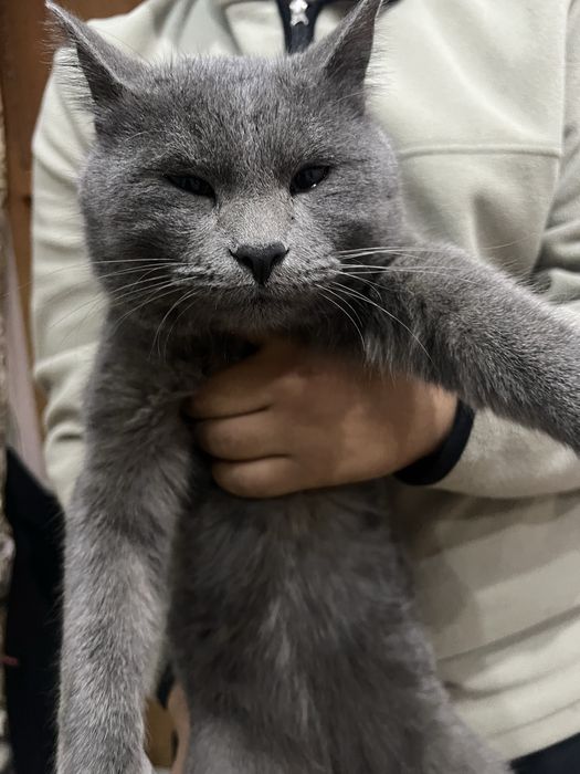 Mushuk yaxshi qollarga xadiyaga beriladi