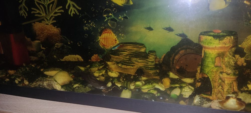 Продам аквариумных рыбок