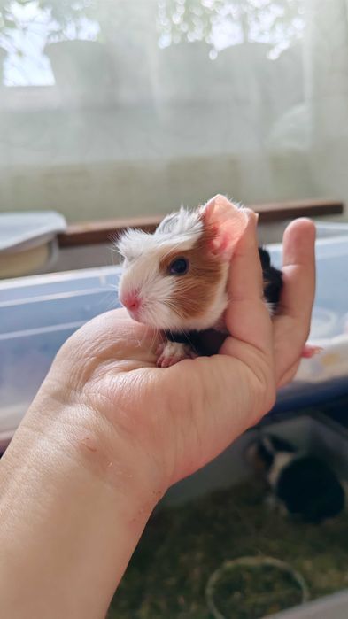 Porcusor de guineea