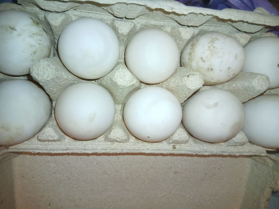 Oua rață, gâscă,găini incubație