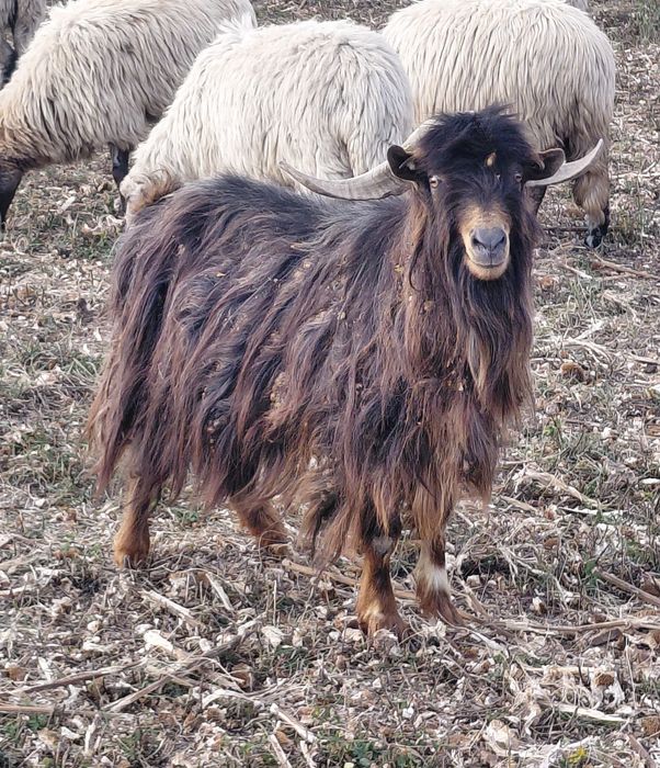 Vând Țap carpatin