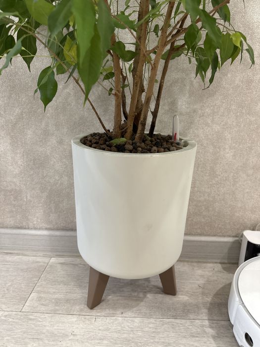 Продам фикус Бенджамина