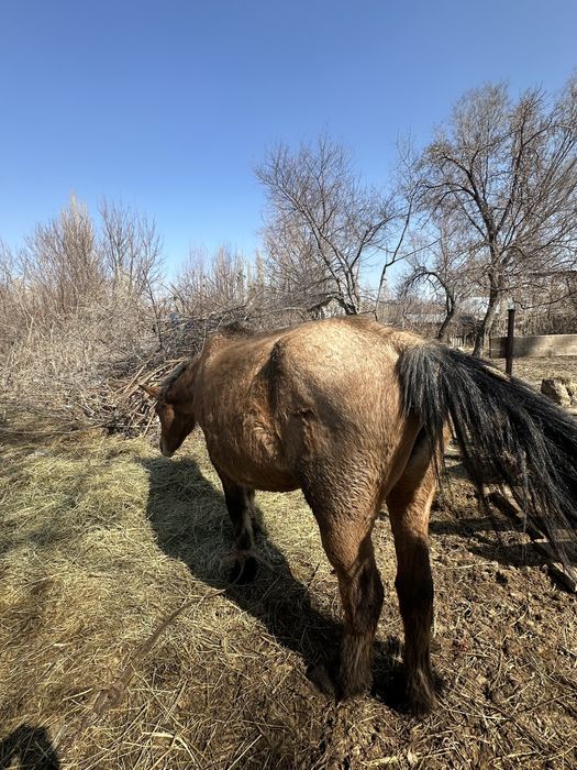 Сауын бие және қысыр бие