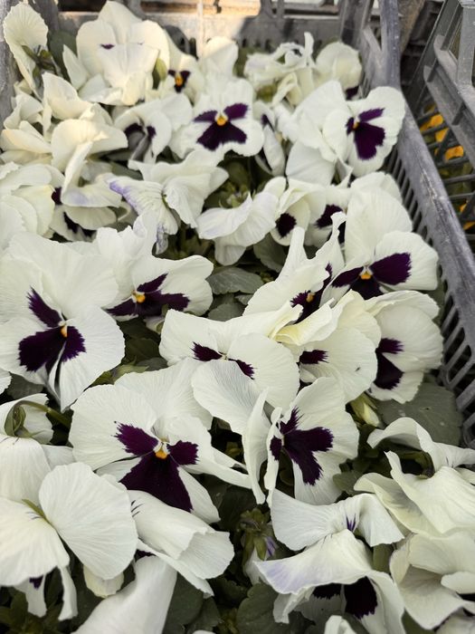 Viola. Kapalak gul F1