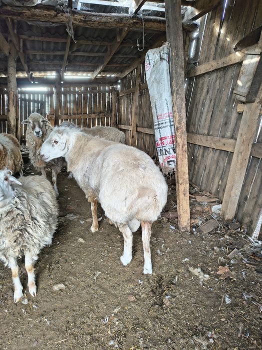 Продам курдючного крупного барана
