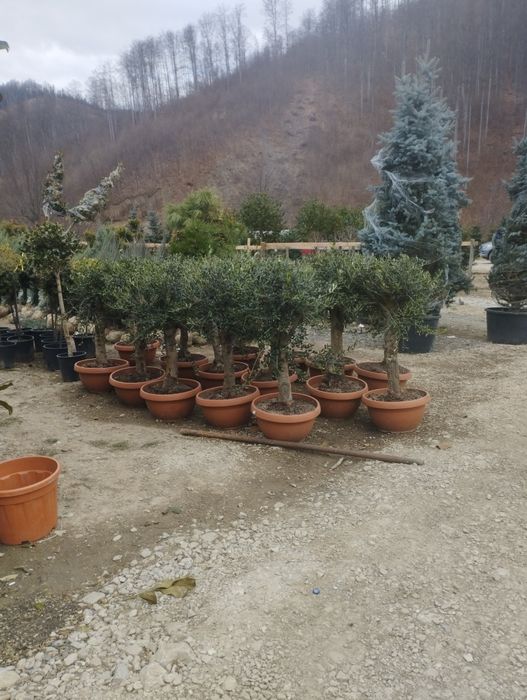 Scoruș de munte ,maslin