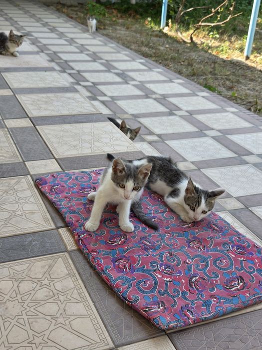7 котят и 1 мама