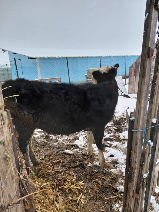 Vând junica din vaci de lapte