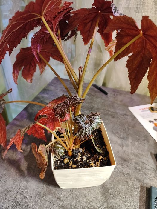 Бегония декоративная Begonia rex