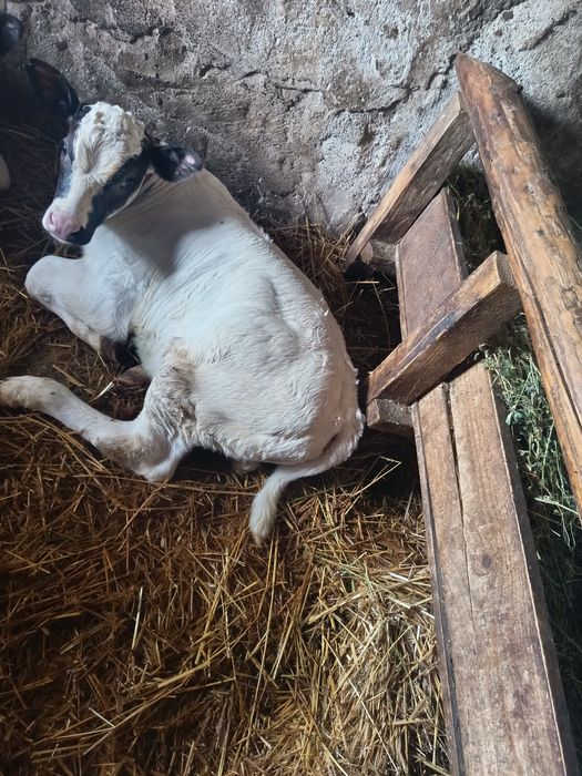 Vând vaca tânără la a4fatare vaca e buna de lapte e fătată de o luna cu vitea albastru belgian langa ea