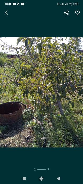 СРОЧНО за 2 дачи вместе с ДОКУМЕНТАМИ по зерендинской трассе