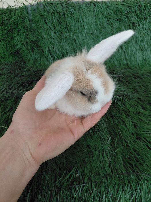 Карлик баран куйчалар совгага болажонларга янги йилга ок кулок ок аёк