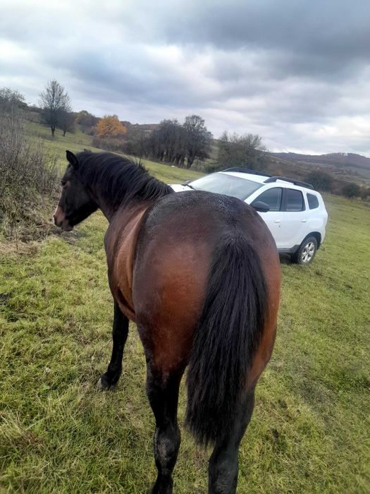 Manz  de 2 ani foarte cuminte