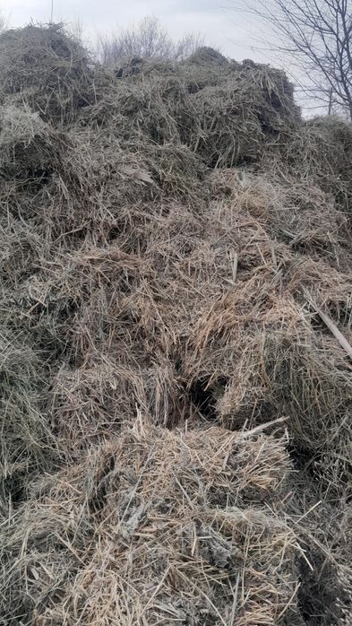 Продам сено люцерна