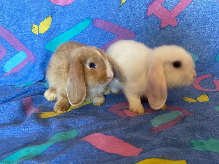 Berbec pitic (mini lop)