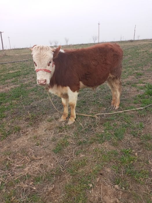 Zotdor buqa sotiladi.  !!SOTILDI!!