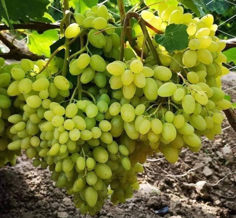 Vita de vie anul 3 struguri mari de masa pentru boltă