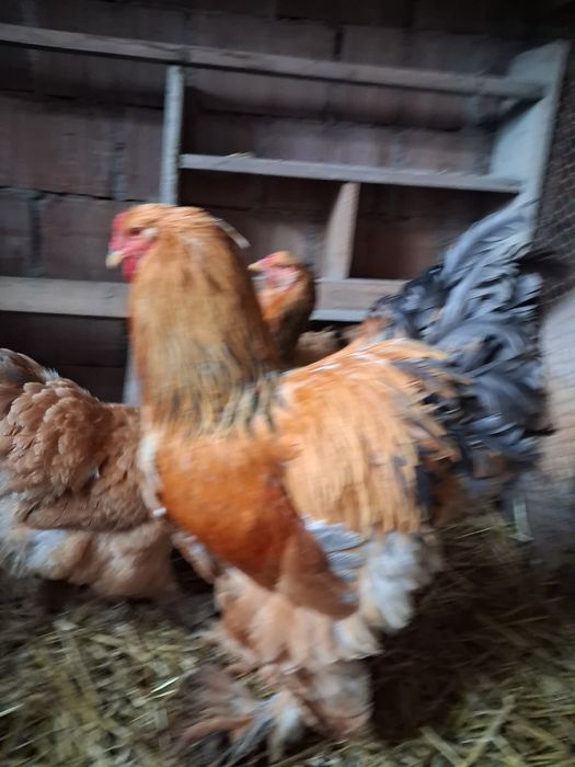 Vand oua incubatie brahma columbia /albastru