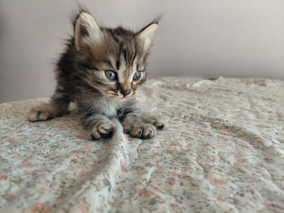 котёнок полу мейн-кун