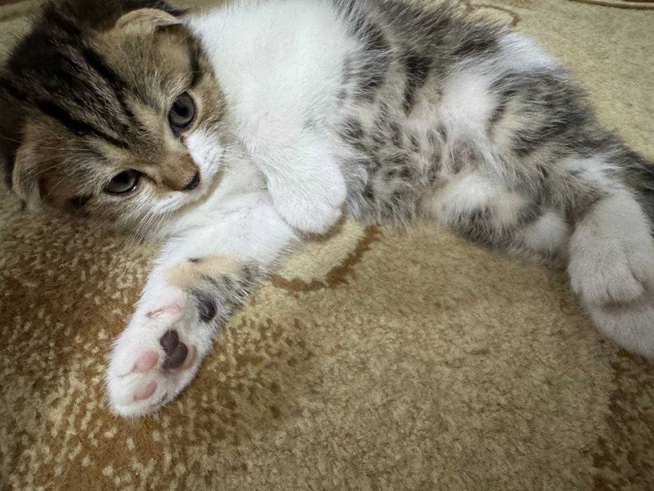 Продаются котята скоттиш фолд веслоухие(загнутые ушки)