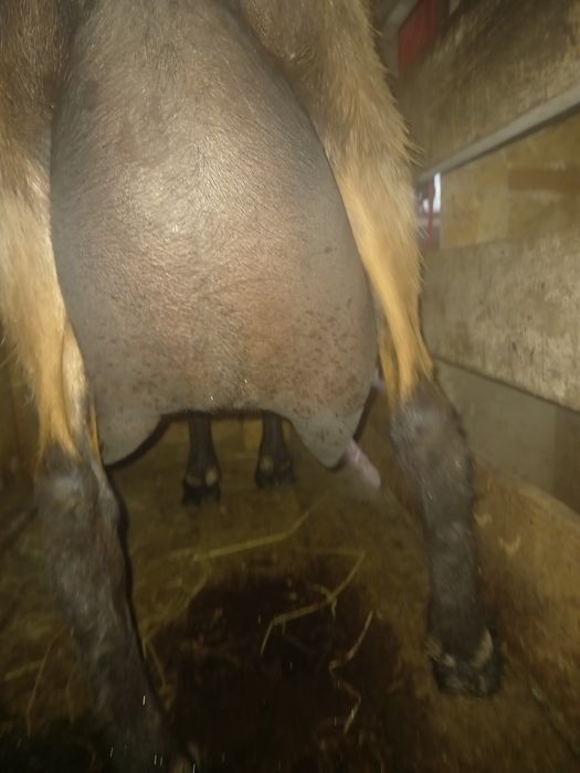 Lapte și brânză de capră  alpina