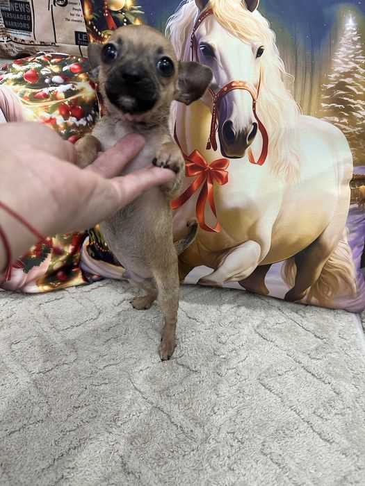 Мини мальчик  чихуа-хуа