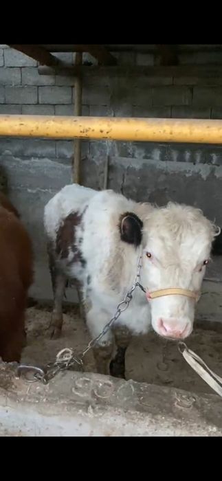 4 бас бука сатылады акбас белоголовый