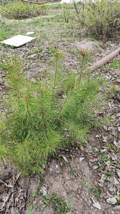 Сосна обыкновенная