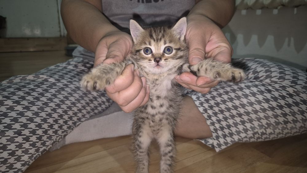 Отдадим котят в добрые руки !
