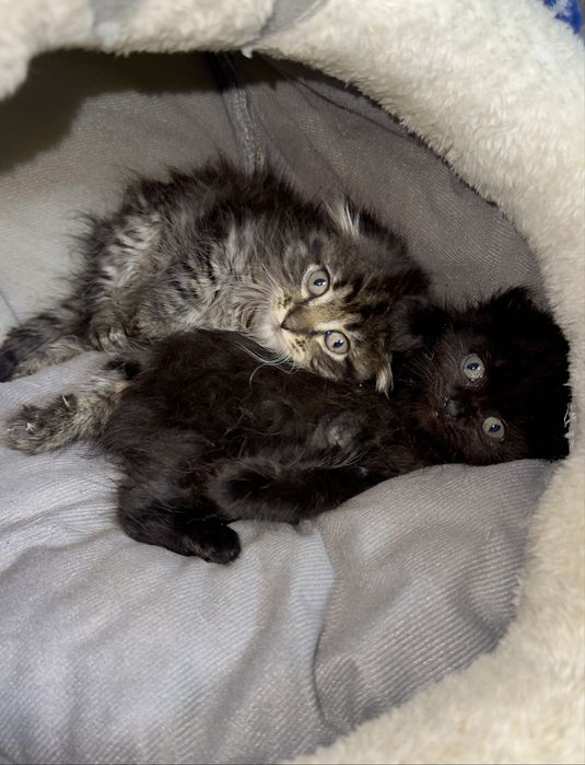 Котенок вислоухий