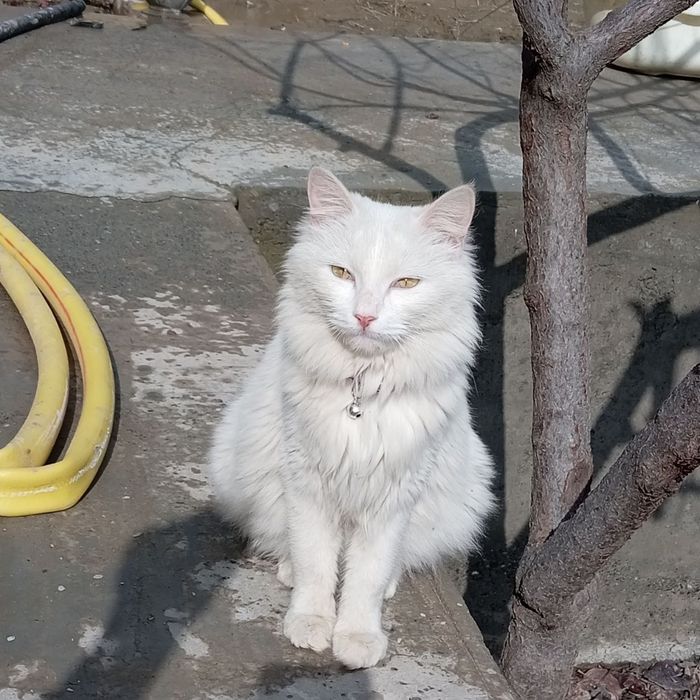 Mushuklar ayol, erkak