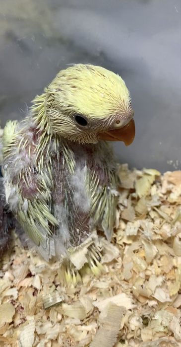 Попугай неразлучник ручной