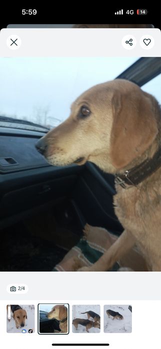 пропала собака Линда