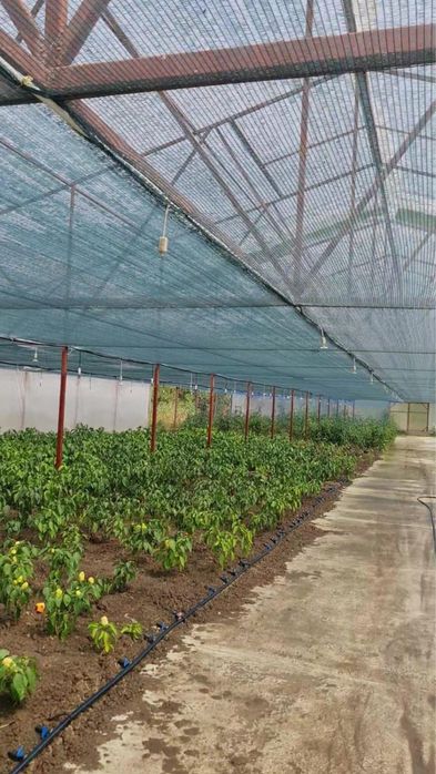 Afacere la cheie - hala productie- sera- birou