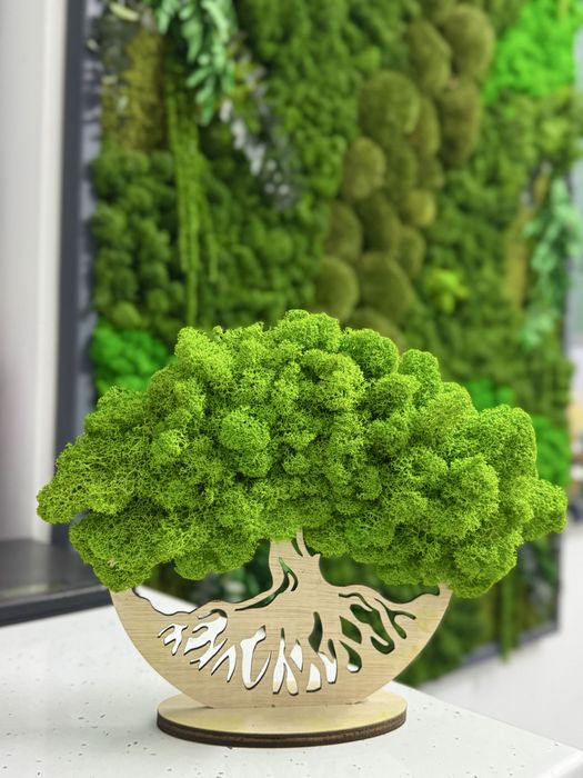 Realizez tablori personalizate cu licheni naturali si diferite plante.