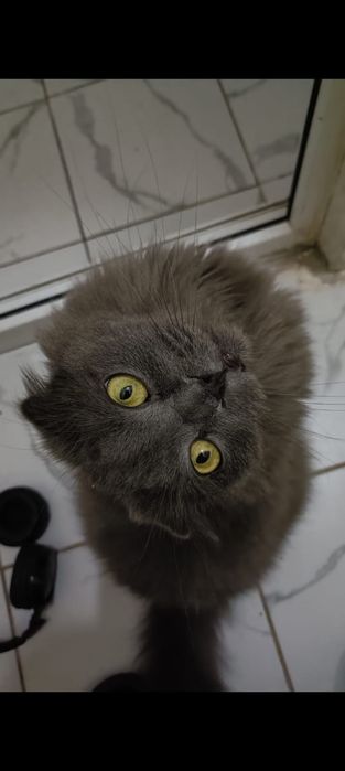 Кот 6 лет всех имушество