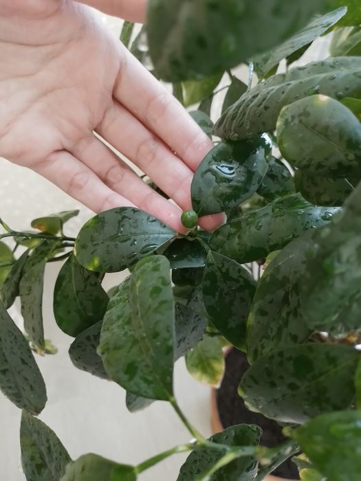 Продам дерево мандарина