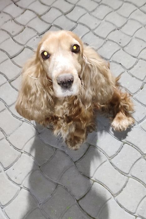 Пропала собака спаниель