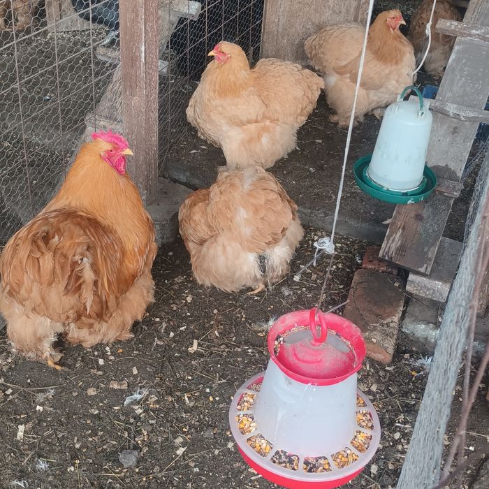 Familii Cochin galben uriaș și Brahma negru și albastru