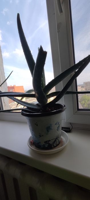 Комнатные  цветы  Алое вера