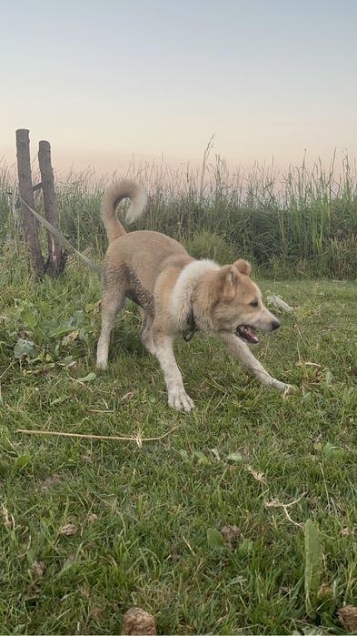 Еркек күшік сатылады